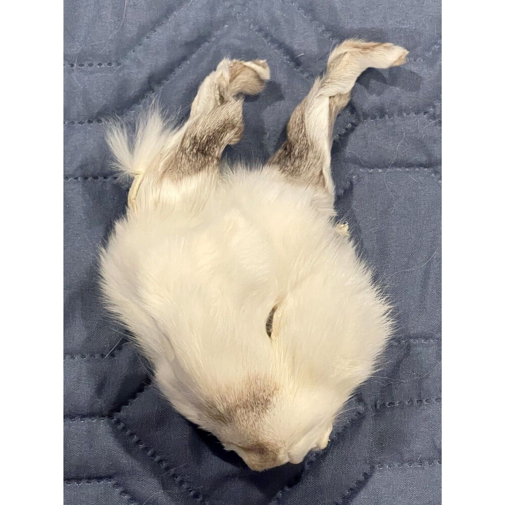 Genuine Rabbit Face Pelt White Brown Real Fur Taxidermy Oddities Curios Craft